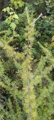 Larix laricina