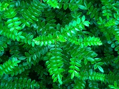 Zanthoxylum beecheyanum