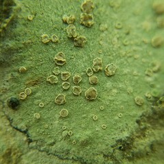 Lecanora