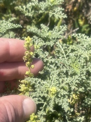 Ambrosia chamissonis