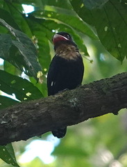 Corydon sumatranus sumatranus