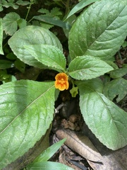 Chrysothemis friedrichsthaliana