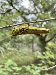 Schistocerca lineata
