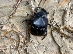 Phanaeus triangularis