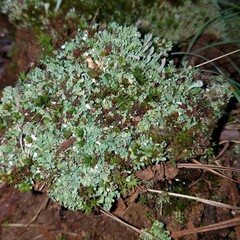 Cladonia
