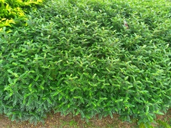 Zanthoxylum beecheyanum