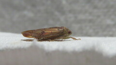 Ponana quadralaba