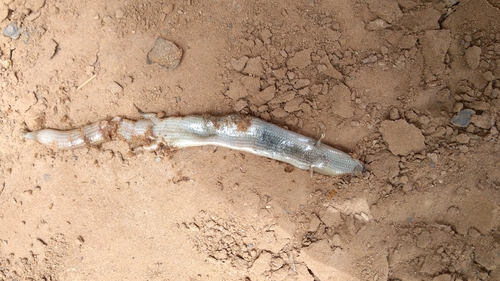 Boulenger's Feylinia, Chalcides boulengeri