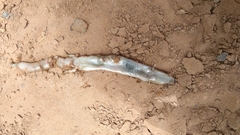 Chalcides boulengeri