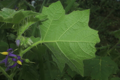 Solanum mammosum