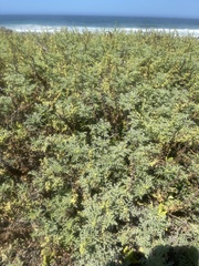 Ambrosia chamissonis