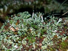 Cladonia