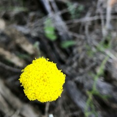 Craspedia variabilis