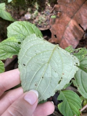 Chrysothemis friedrichsthaliana