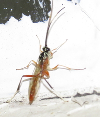 Mesostenus thoracicus