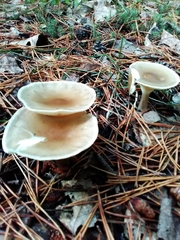 Ampulloclitocybe clavipes