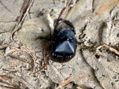 Phanaeus triangularis