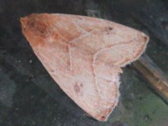 Rivula inconspicua