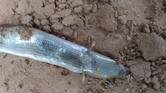 Chalcides boulengeri