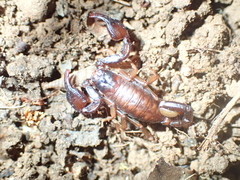 Euscorpius carpathicus