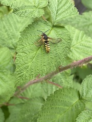 Pennisetia marginatum