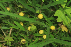 Solanum mammosum