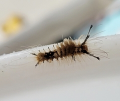 Dasychira meridionalis