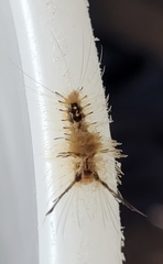 Dasychira meridionalis