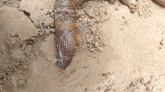 Chalcides boulengeri