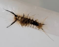 Dasychira meridionalis