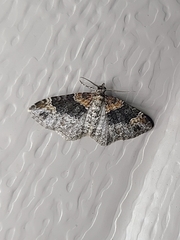 Xanthorhoe ferrugata