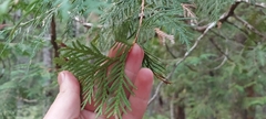 Thuja occidentalis