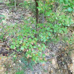 Vaccinium arboreum