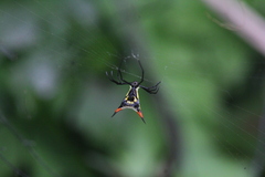 Micrathena schreibersi