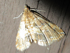 Elophila turbata