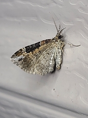 Xanthorhoe ferrugata