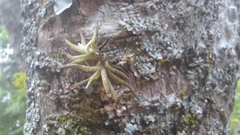 Tillandsia caput-medusae