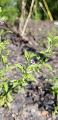 Trichostema brachiatum