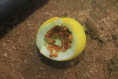 Solanum mammosum