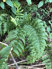 Dryopteris marginalis