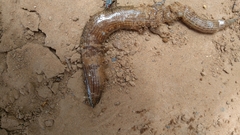 Chalcides boulengeri