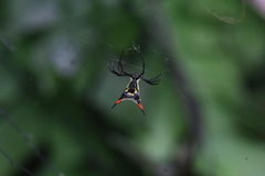 Micrathena schreibersi