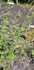 Trichostema brachiatum