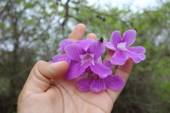 Bignonia corymbosa
