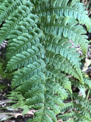 Dryopteris marginalis