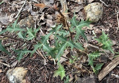 Berberis trifoliolata
