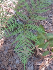 Pteridium aquilinum pseudocaudatum