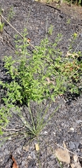Trichostema brachiatum