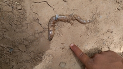 Chalcides boulengeri