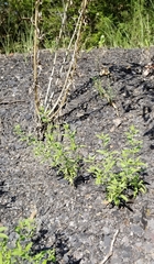 Trichostema brachiatum